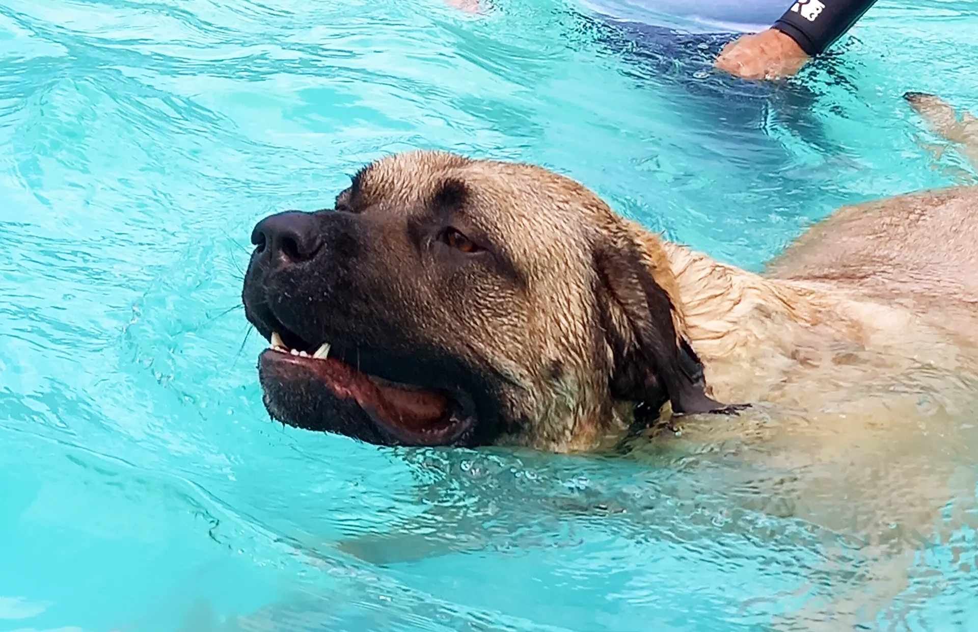 Woofs & Waves - Dog Swimming Pool Braintree, Essex