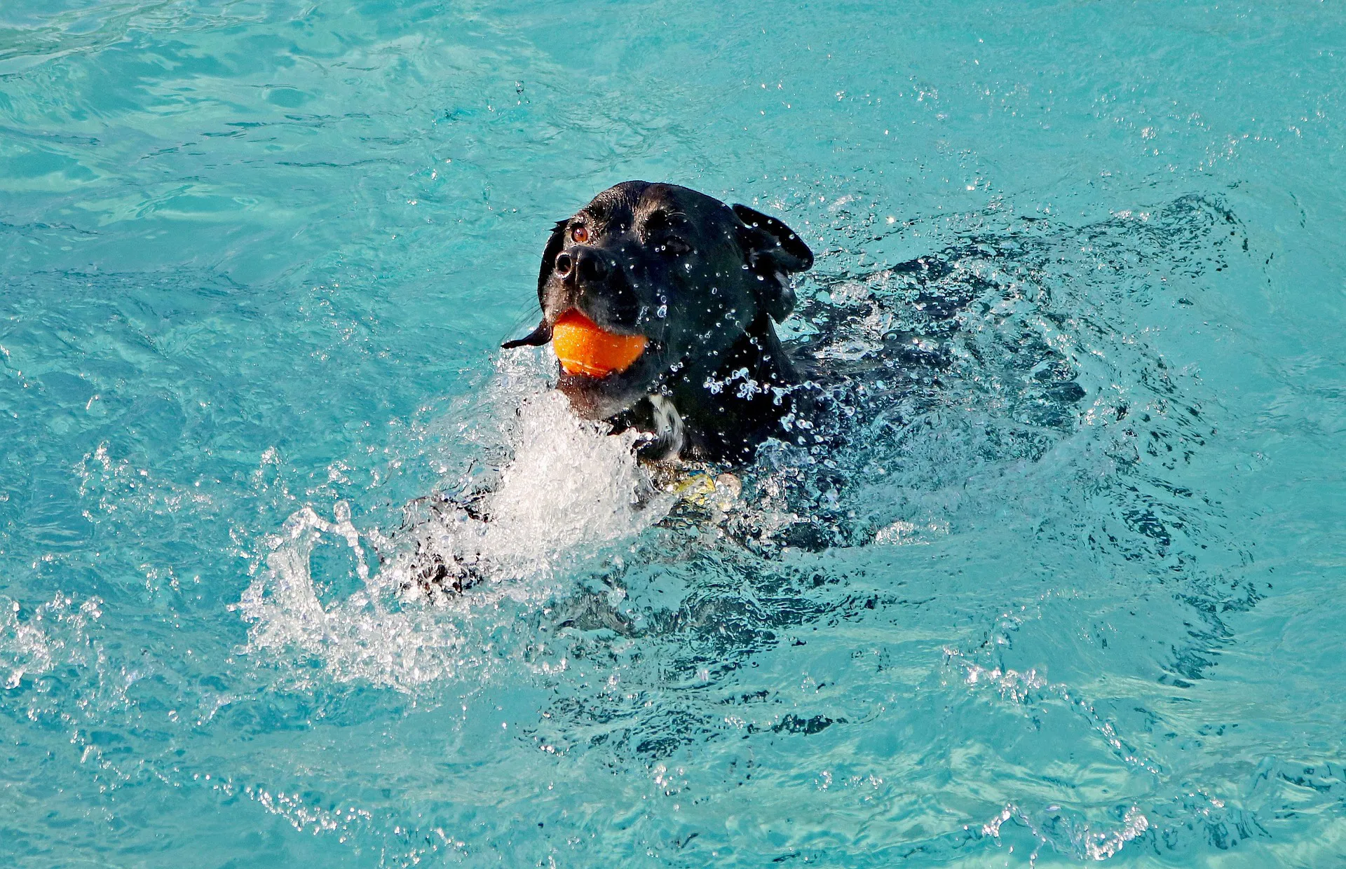 Woofs & Waves - Dog Swimming Pool Braintree, Essex