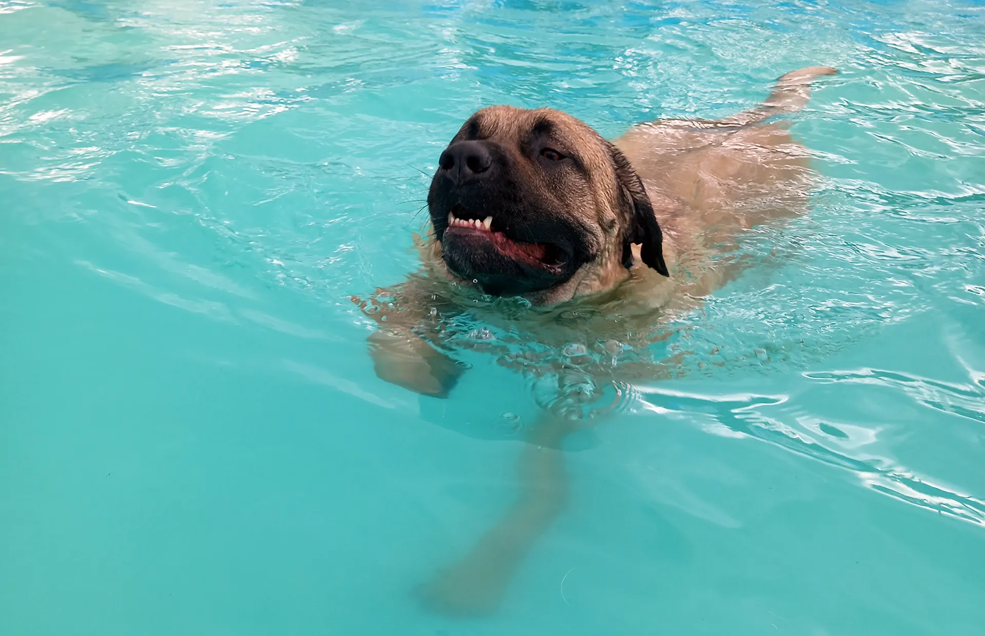 Woofs & Waves - Dog Swimming Pool Braintree, Essex