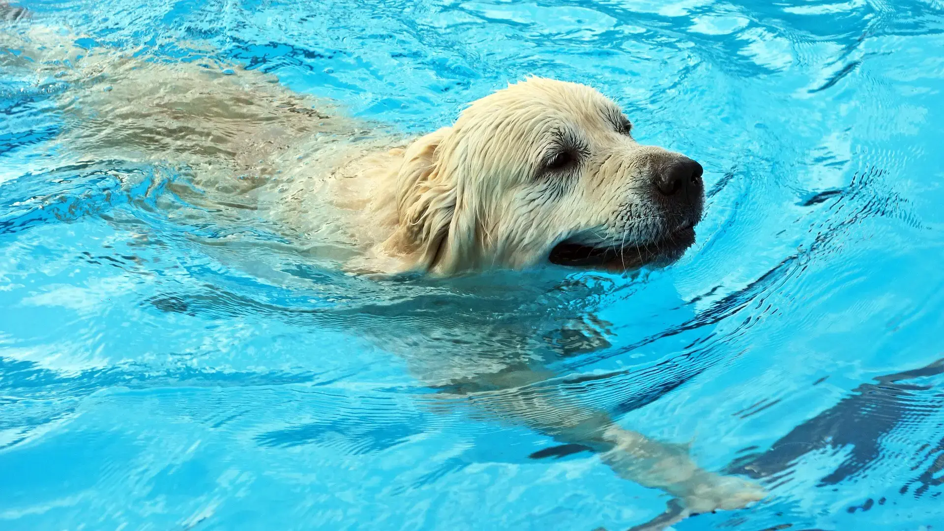 Woofs & Waves - Dog Swimming Pool Braintree, Essex